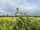Ortsrandlage - 