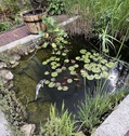Idyllischer Fischteich - 