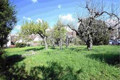 Obstbäume - 