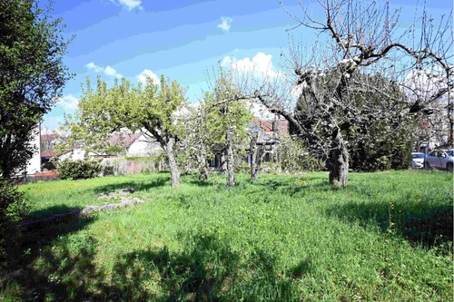 Obstbäume - 