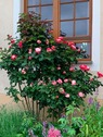 Rosen - 
