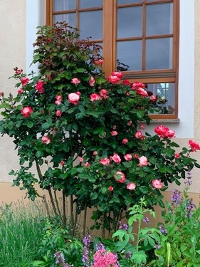 Rosen - 