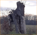 Natur - 