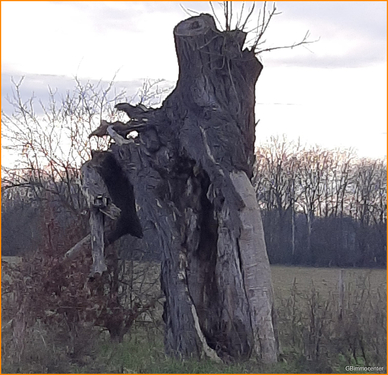 Natur - 