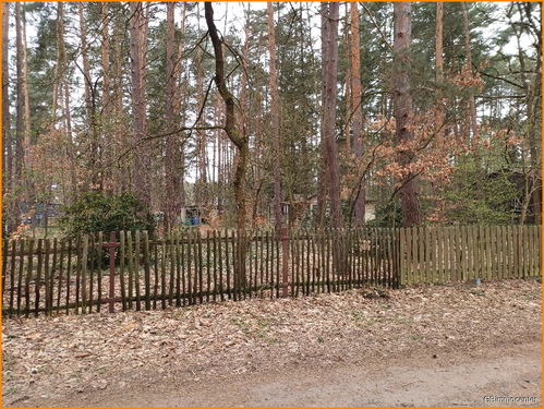 Blick auf das Gru - Grundstück in Beelitz / Fichtenwalde