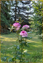 Rose - 