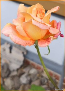Rose - 6 Zimmer Grundstück in Berlin / Blankenburg