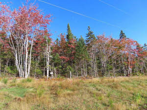 Cape Breton - Traumhaft schöne Atlantik-Lage - Pre - 