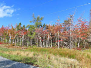 Cape Breton - Traumhaft schöne Atlantik-Lage - Pre - 