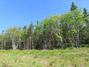 Cape Breton - Traumhaft schöne Lage am Atlantik - - 