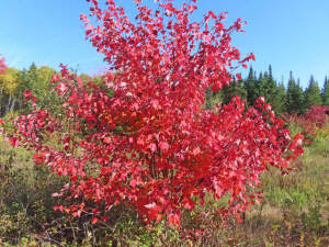 Nova Scotia - Smithfield - Wunderschönes 47-Hektar - 