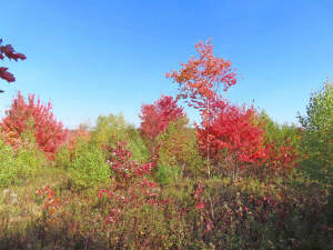Nova Scotia - Smithfield - Wunderschönes 47-Hektar - 