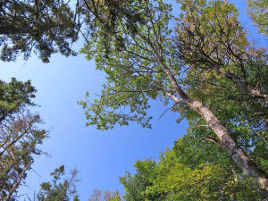 Cape Breton - Cleveland - Wunderschönes See-Ufer-G - 