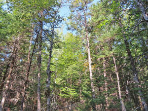 Cape Breton - Cleveland - Wunderschönes See-Ufer-G - 