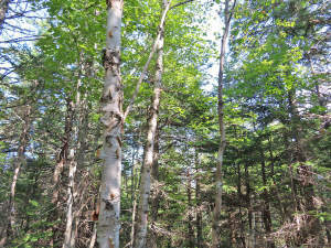 Cape Breton - Cleveland - Wunderschönes See-Ufer-G - 