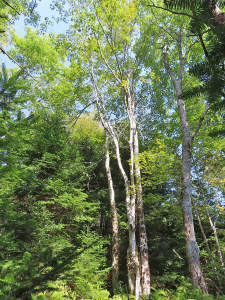 Cape Breton - Cleveland - Wunderschönes See-Ufer-G - 