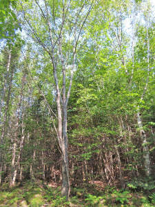 Cape Breton - Cleveland - Wunderschönes See-Ufer-G - 