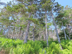 Nova Scotia - Grover´s Point - Atlantik-Grundstück - 