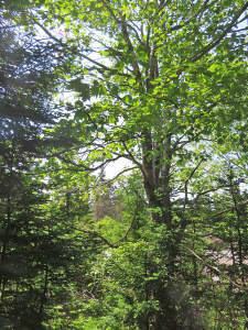 Nova Scotia - Grover´s Point - Atlantik-Grundstück - 