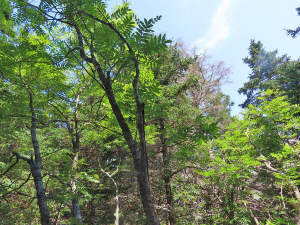 Nova Scotia - Grover´s Point - Atlantik-Grundstück - 