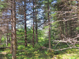 Nova Scotia - Grover´s Point - Atlantik-Grundstück - 