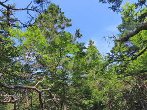 Nova Scotia - Grover´s Point - Atlantik-Grundstück - 