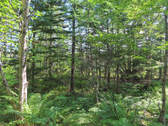 Cape Breton - Cleveland - Großzügiges Ufer-Grundst - 