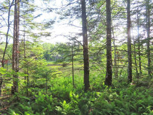 Cape Breton - Cleveland - Großzügiges Ufer-Grundst - 