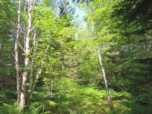 Cape Breton - Cleveland - Großzügiges Ufer-Grundst - 