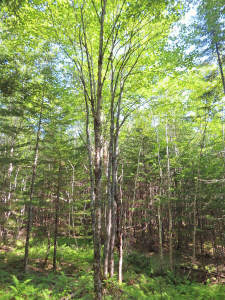 Cape Breton - Cleveland - Großzügiges Ufer-Grundst - 