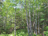 Cape Breton - Cleveland - Großzügiges Ufer-Grundst - 