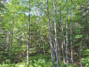 Cape Breton - Cleveland - Großzügiges Ufer-Grundst - 