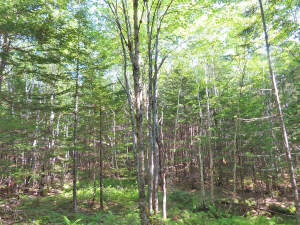 Cape Breton - Cleveland - Großzügiges Ufer-Grundst - 