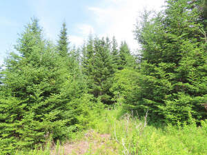 Cape Breton - Soldiers Cove - 32.000 m² großes Bau - 