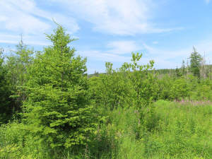 Cape Breton - Soldiers Cove - 32.000 m² großes Bau - 