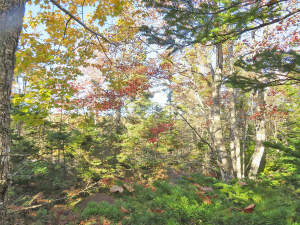Cape Breton - Großzügige Atlantik-Grundstücke in t - 