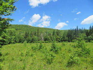 Cape Breton - 81 Hektar großes Selbstversorger-Are - 