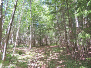 Cape Breton - 81 Hektar großes Selbstversorger-Are - 