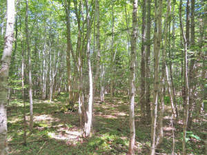 Cape Breton - 81 Hektar großes Selbstversorger-Are - 