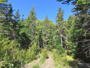 Cape Breton - Bras d`Or Lake - Tolles See-Ufergrun - 