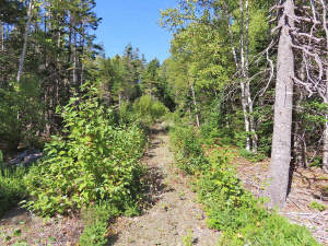 Cape Breton - Bras d`Or Lake - Tolles See-Ufergrun - 