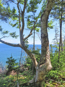 Cape Breton - Roberta - Einzigartiges 79-Hektar-Ar - 