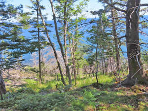 Cape Breton - Roberta - Einzigartiges 79-Hektar-Ar - 