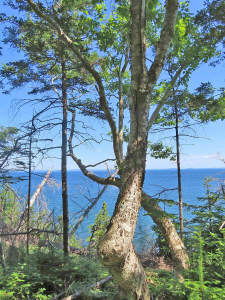 Cape Breton - Roberta - Einzigartiges 79-Hektar-Ar - 