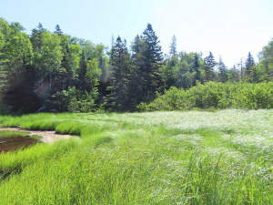 Cape Breton - Roberta - Einzigartiges 79-Hektar-Ar - 