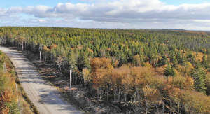 Cape Breton - Big Pond - East Bay Heights - 48 Hek - 