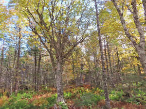 Cape Breton - Big Pond - East Bay Heights - 48 Hek - 