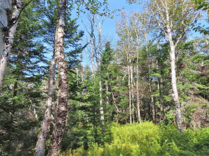 Cape Breton - Big Pond - East Bay Heights - 48 Hek - 