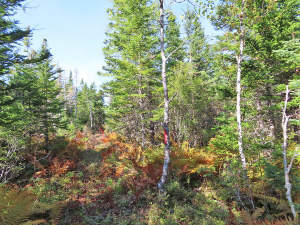 Cape Breton - Big Pond - East Bay Heights - 48 Hek - 