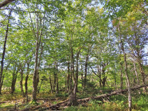 Cape Breton - Big Pond - East Bay Heights - 48 Hek - 